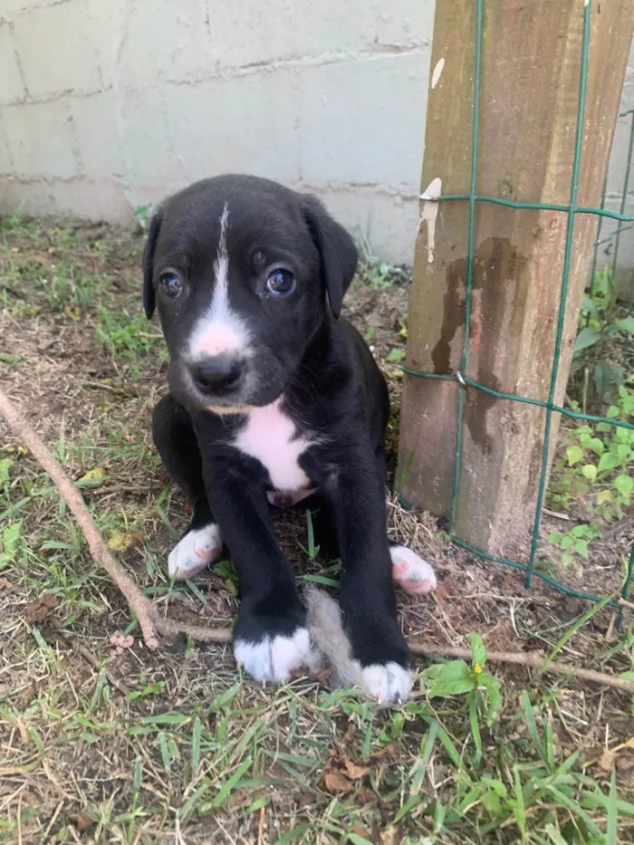 Cachorro ra a SRD-ViraLata idade Abaixo de 2 meses nome Feijão