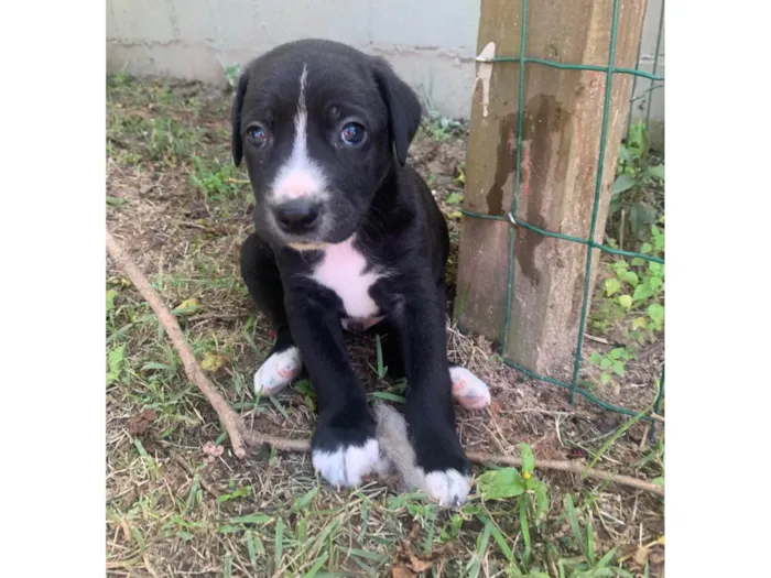 Cachorro ra a SRD-ViraLata idade Abaixo de 2 meses nome Feijão