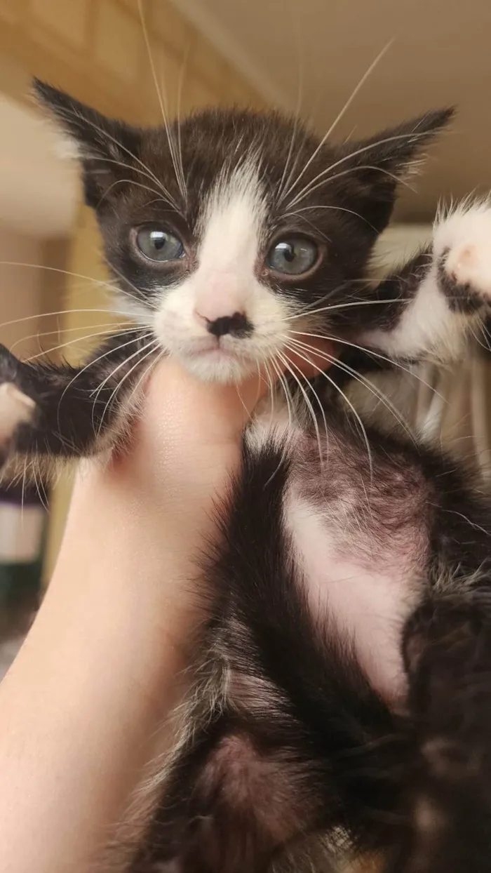 Gato ra a SRD-ViraLata idade Abaixo de 2 meses nome Brian