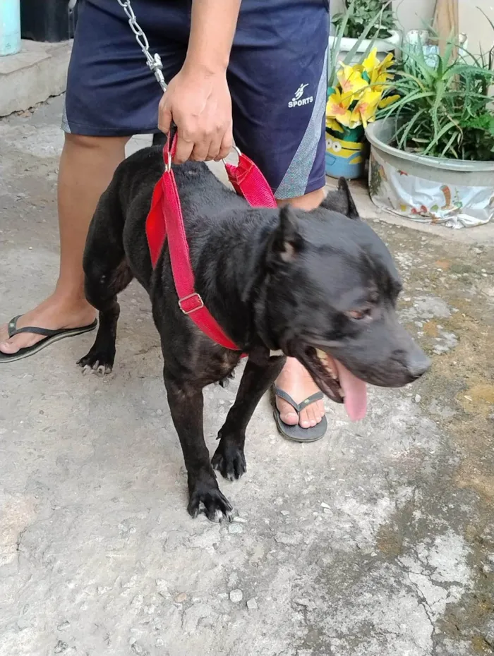 Cachorro ra a Pit-Bull idade 2 anos nome Hércules 