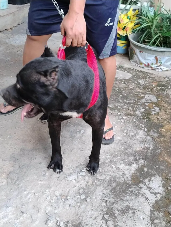 Cachorro ra a Pit-Bull idade 2 anos nome Hércules 