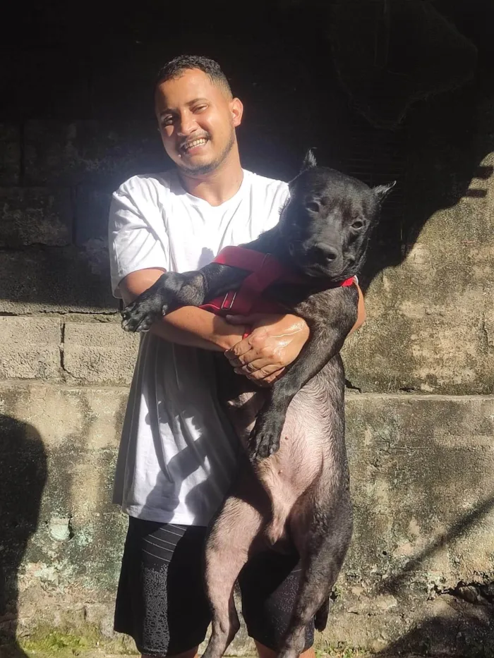 Cachorro ra a Pit-Bull idade 2 anos nome Hércules 