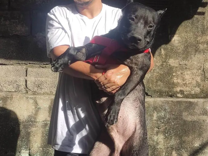 Cachorro ra a Pit-Bull idade 2 anos nome Hércules 