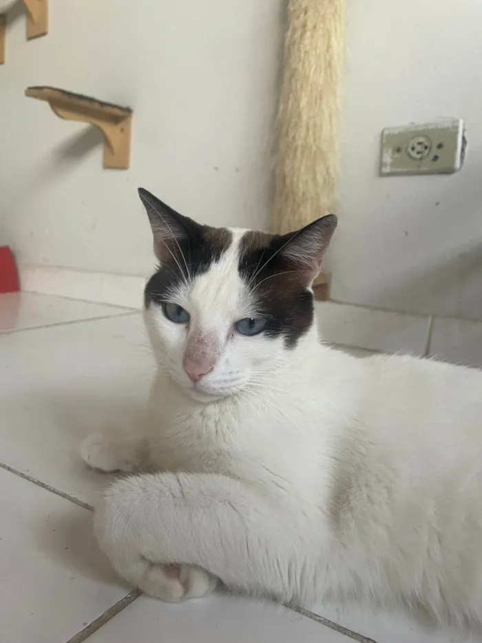 Gato ra a SRD-ViraLata idade 4 anos nome Miguel