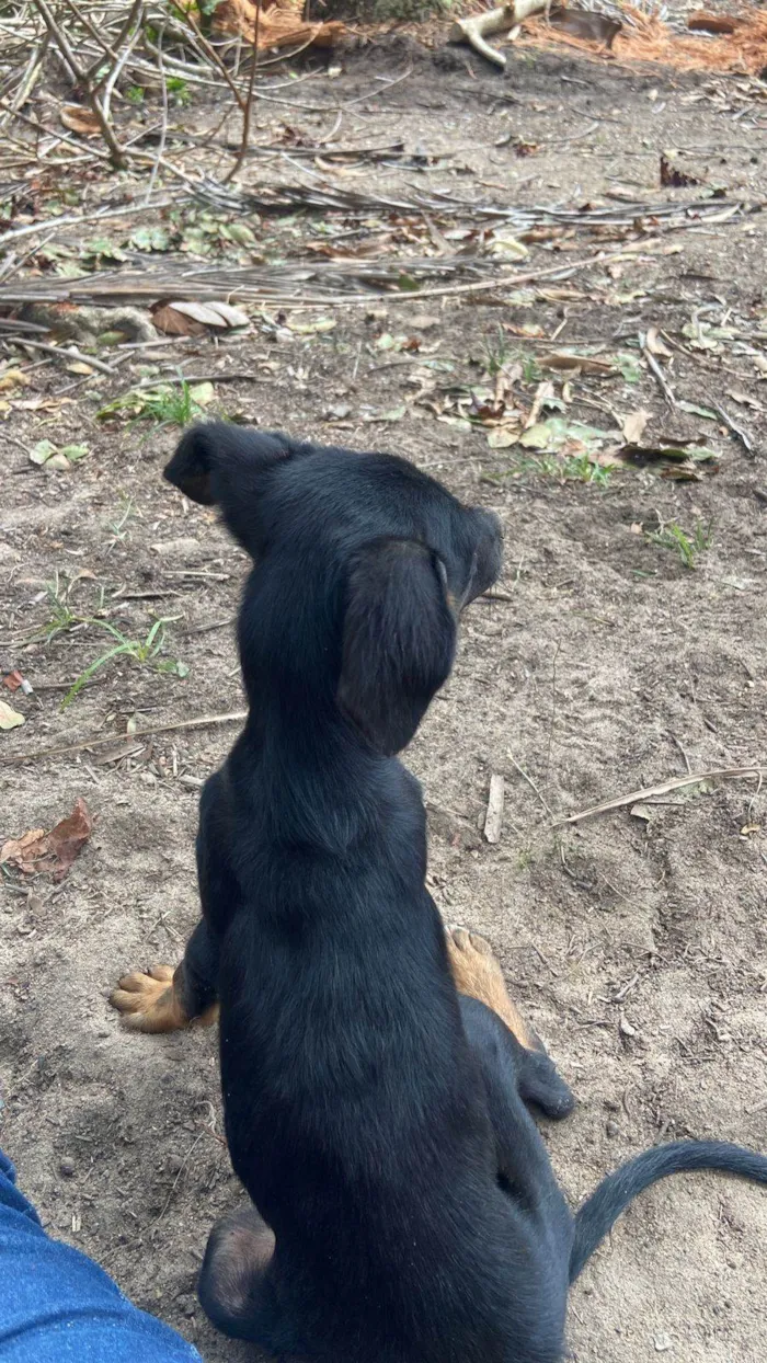 Cachorro ra a SRD-ViraLata idade 2 a 6 meses nome Luiz Afrânio