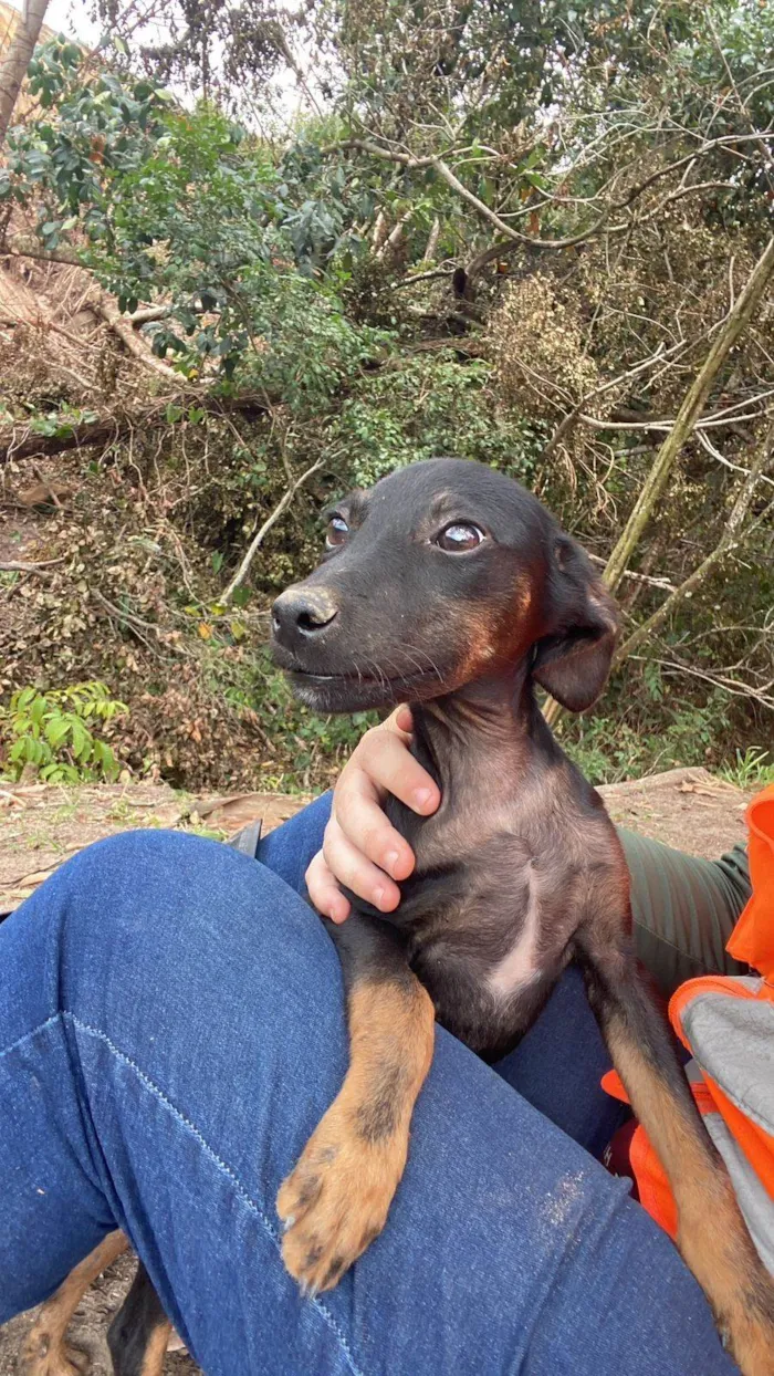 Cachorro ra a SRD-ViraLata idade 2 a 6 meses nome Luiz Afrânio