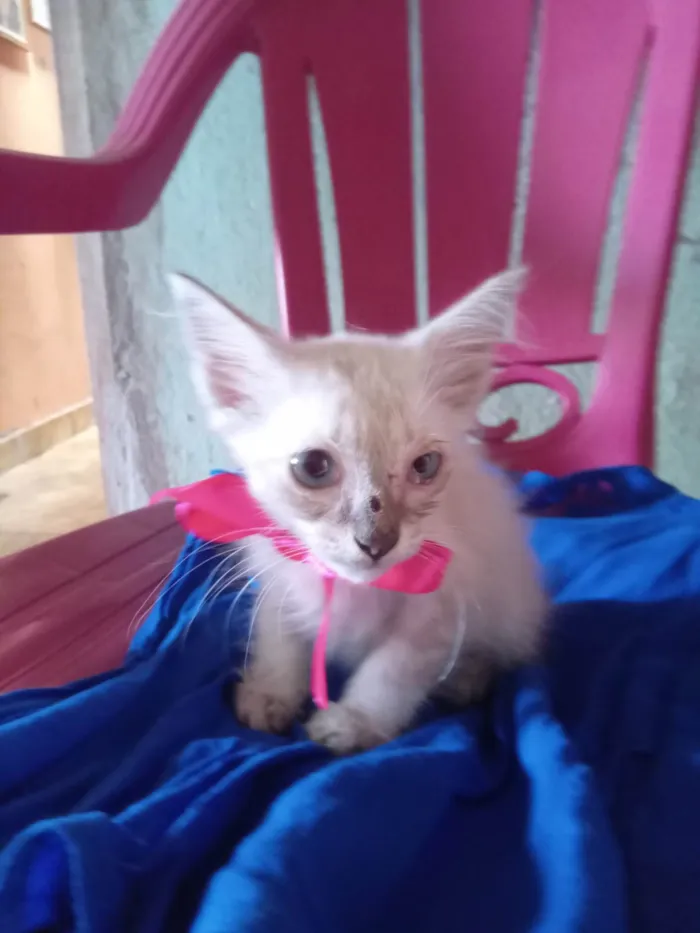 Gato ra a Siamês idade 2 a 6 meses nome Mimi