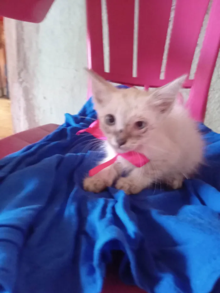 Gato ra a Siamês idade 2 a 6 meses nome Mimi