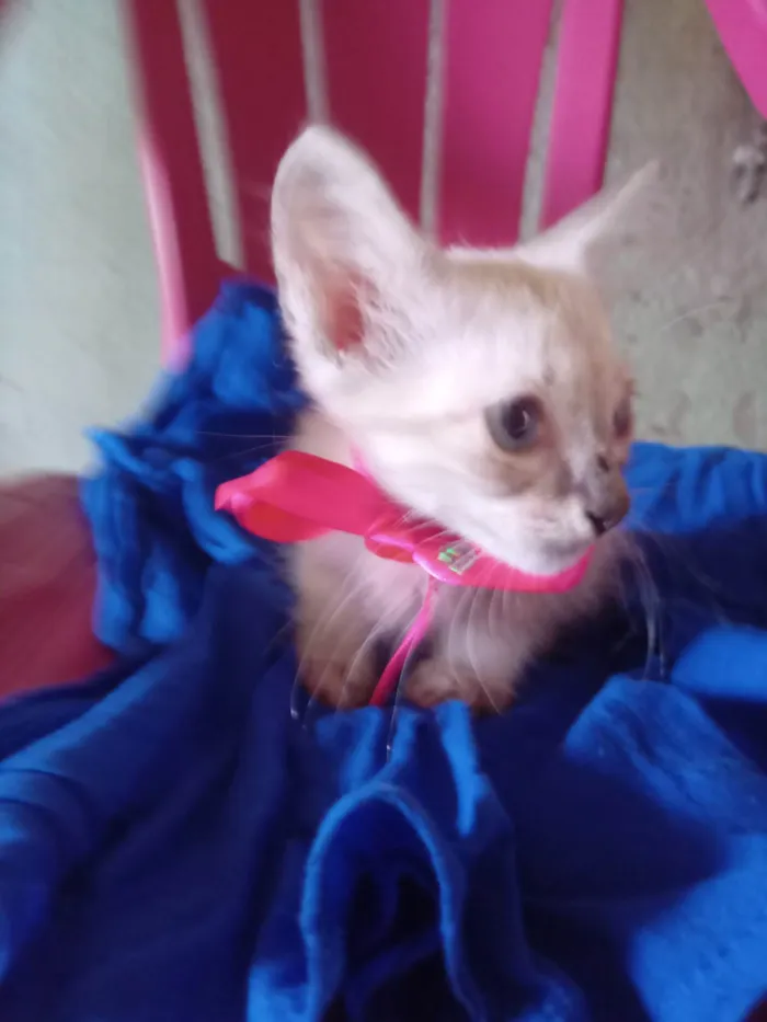 Gato ra a Siamês idade 2 a 6 meses nome Mimi