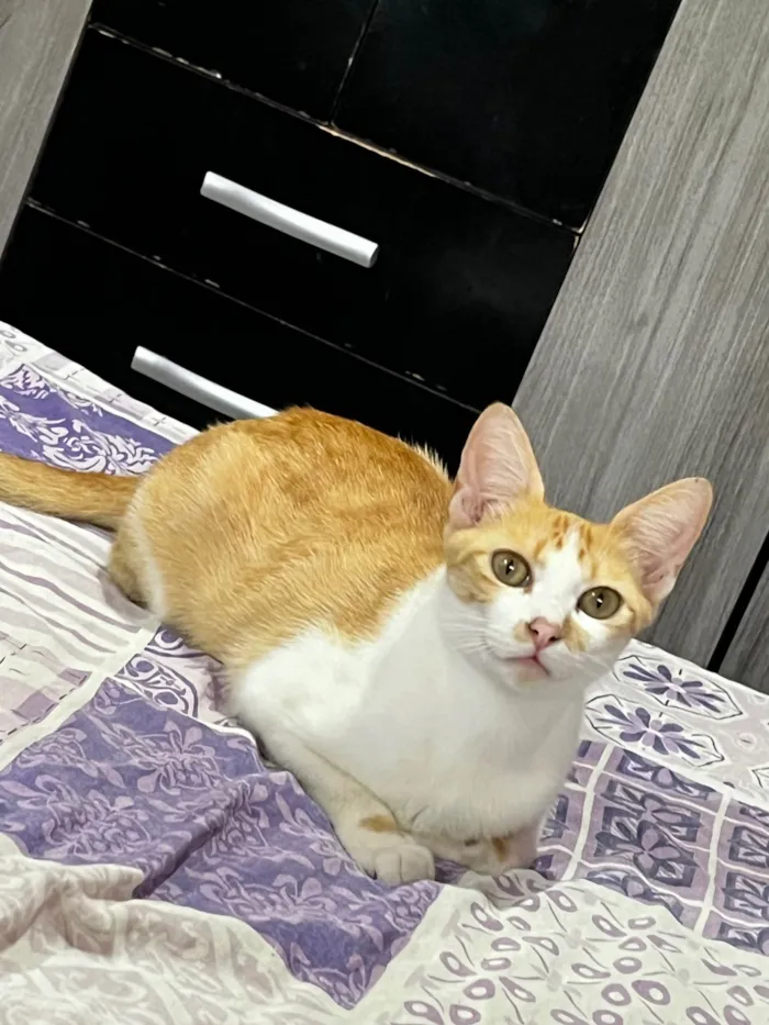 Gato ra a SRD-ViraLata idade 2 a 6 meses nome Fiona e os 4 filhos 