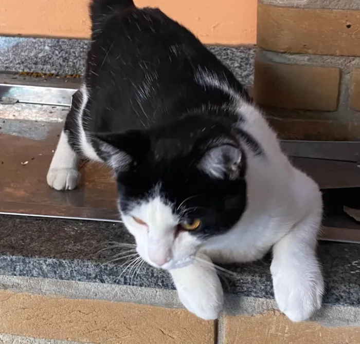 Gato ra a Exótico idade 7 a 11 meses nome Não tem nome 