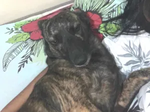 Cachorro raça Vira lata  idade 3 anos nome Perola