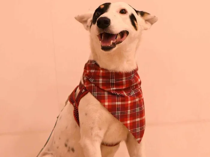 Cachorro ra a SRD-ViraLata idade 2 a 6 meses nome Panda