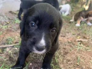 Cachorro raça SRD-ViraLata idade Abaixo de 2 meses nome Polenta