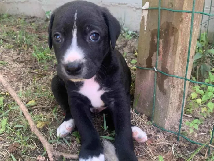 Cachorro ra a SRD-ViraLata idade Abaixo de 2 meses nome Feijão