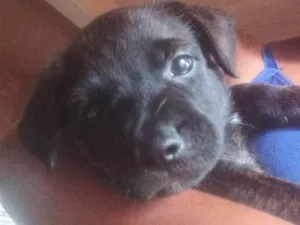 Cachorro raça SRD-ViraLata idade 2 a 6 meses nome Almôndegas 