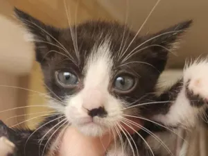 Gato raça SRD-ViraLata idade Abaixo de 2 meses nome Brian