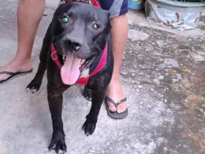 Cachorro raça Pit-Bull idade 2 anos nome Hércules 