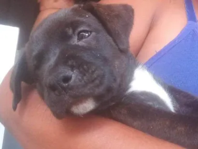 Cachorro raça SRD-ViraLata idade 2 a 6 meses nome Banana