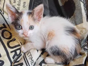 Gato raça SRD-ViraLata idade Abaixo de 2 meses nome Tricolor adocao