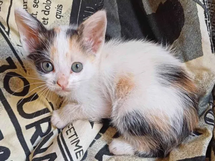 Gato ra a SRD-ViraLata idade Abaixo de 2 meses nome Tricolor adocao