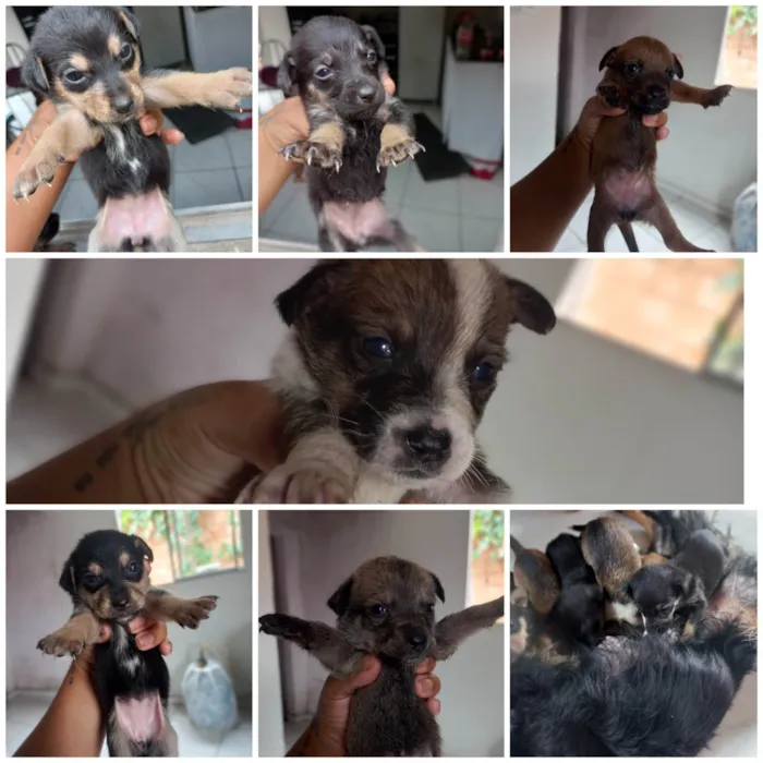 Cachorro ra a SRD-ViraLata idade Abaixo de 2 meses nome ....