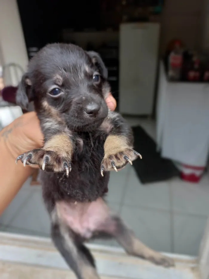 Cachorro ra a SRD-ViraLata idade Abaixo de 2 meses nome ....