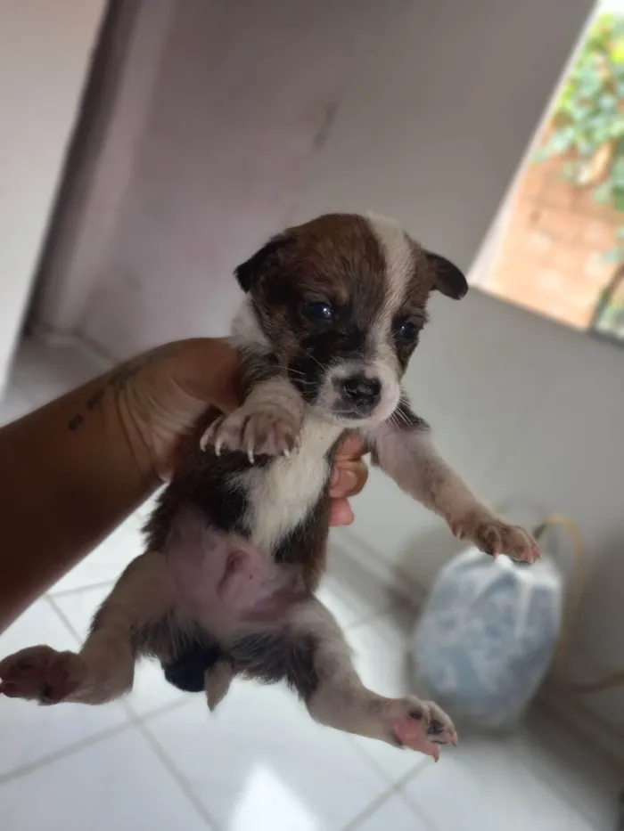 Cachorro ra a SRD-ViraLata idade Abaixo de 2 meses nome ....