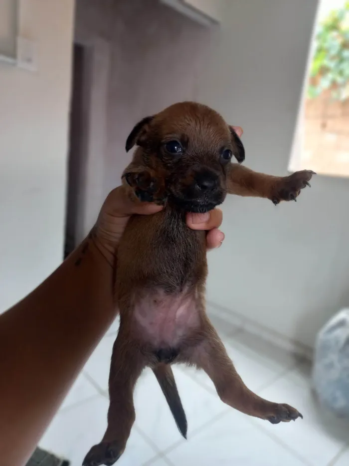 Cachorro ra a SRD-ViraLata idade Abaixo de 2 meses nome ....