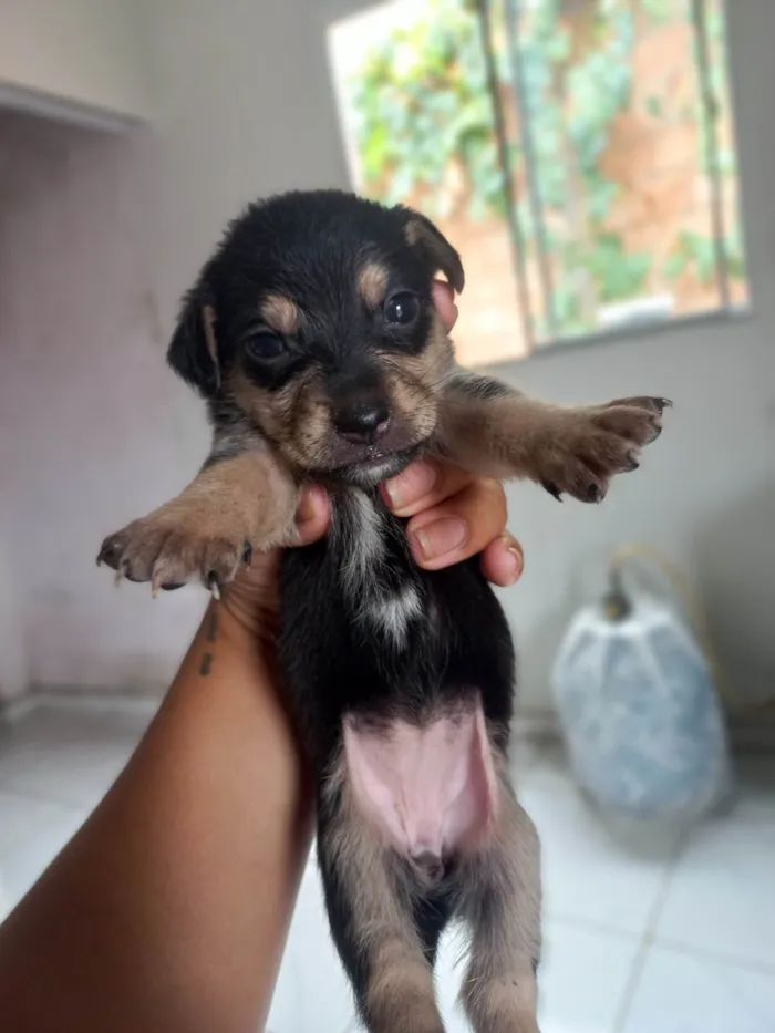 Cachorro ra a SRD-ViraLata idade Abaixo de 2 meses nome ....