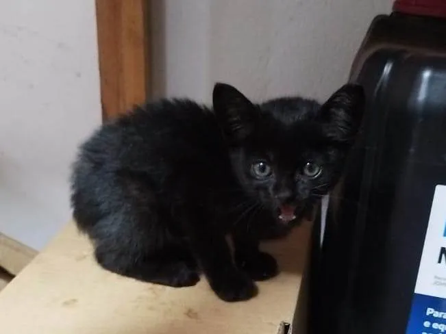 Gato ra a SRD-ViraLata idade Abaixo de 2 meses nome Gata fêmea 