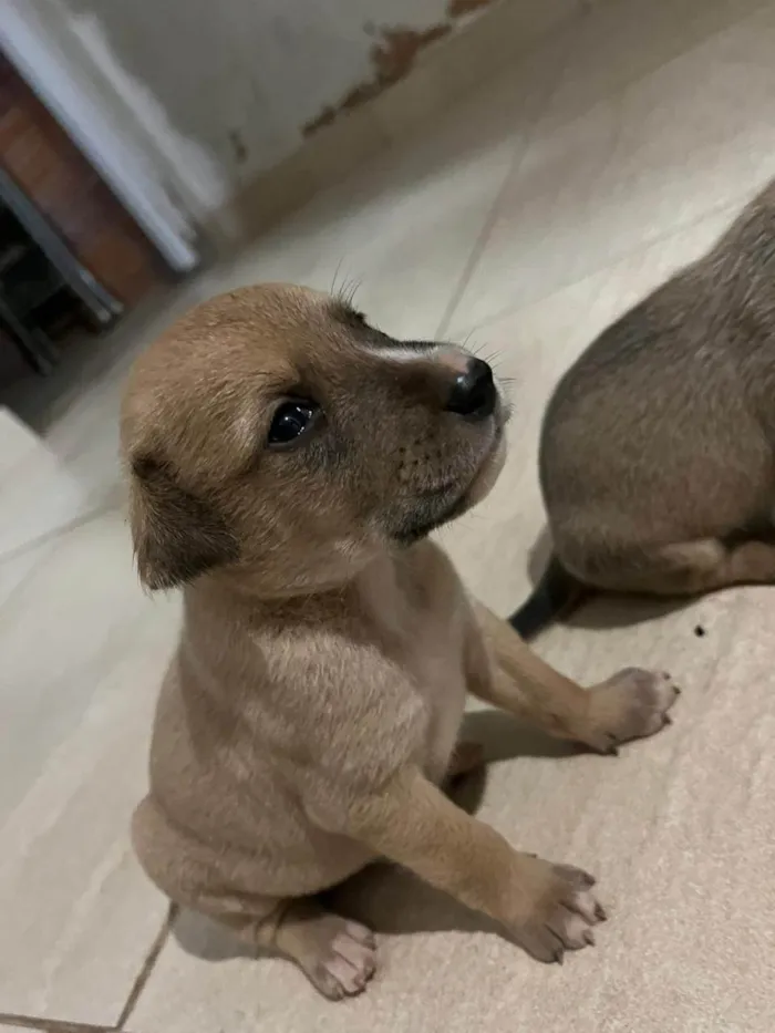 Cachorro ra a SRD-ViraLata idade Abaixo de 2 meses nome sem nome ainda 