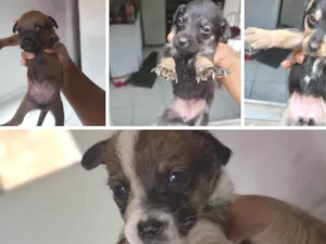 Cachorro raça SRD-ViraLata idade Abaixo de 2 meses nome ....