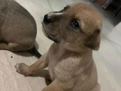 Cachorro raça SRD-ViraLata idade Abaixo de 2 meses nome sem nome ainda 