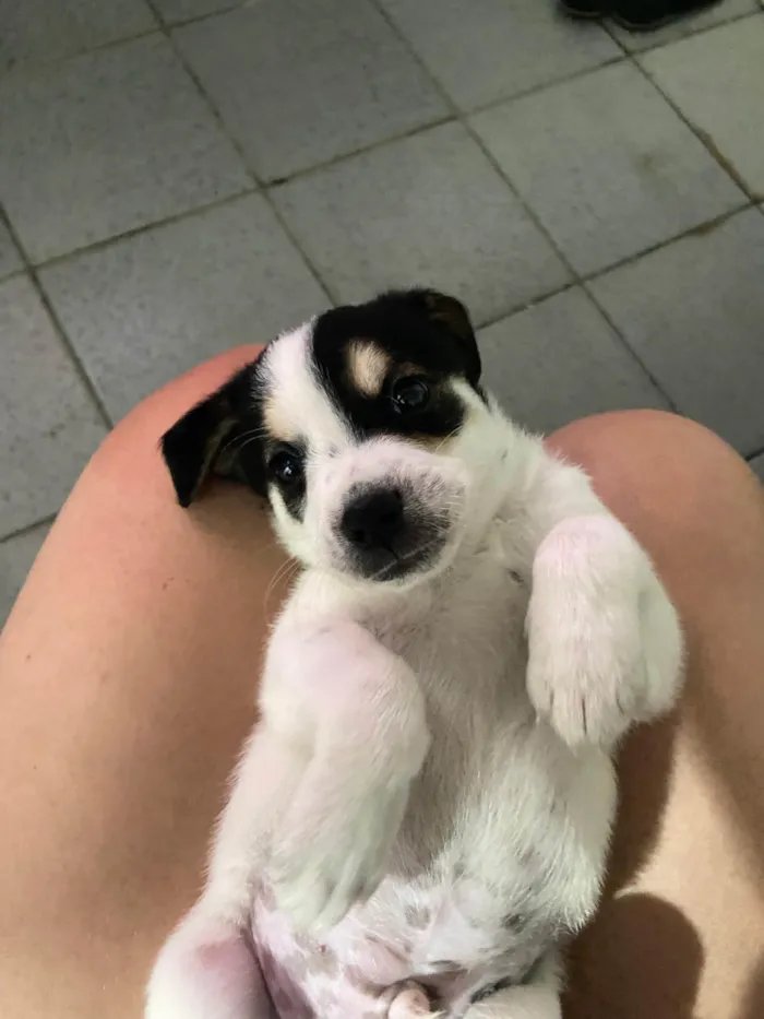 Cachorro ra a SRD-ViraLata idade Abaixo de 2 meses nome Luke