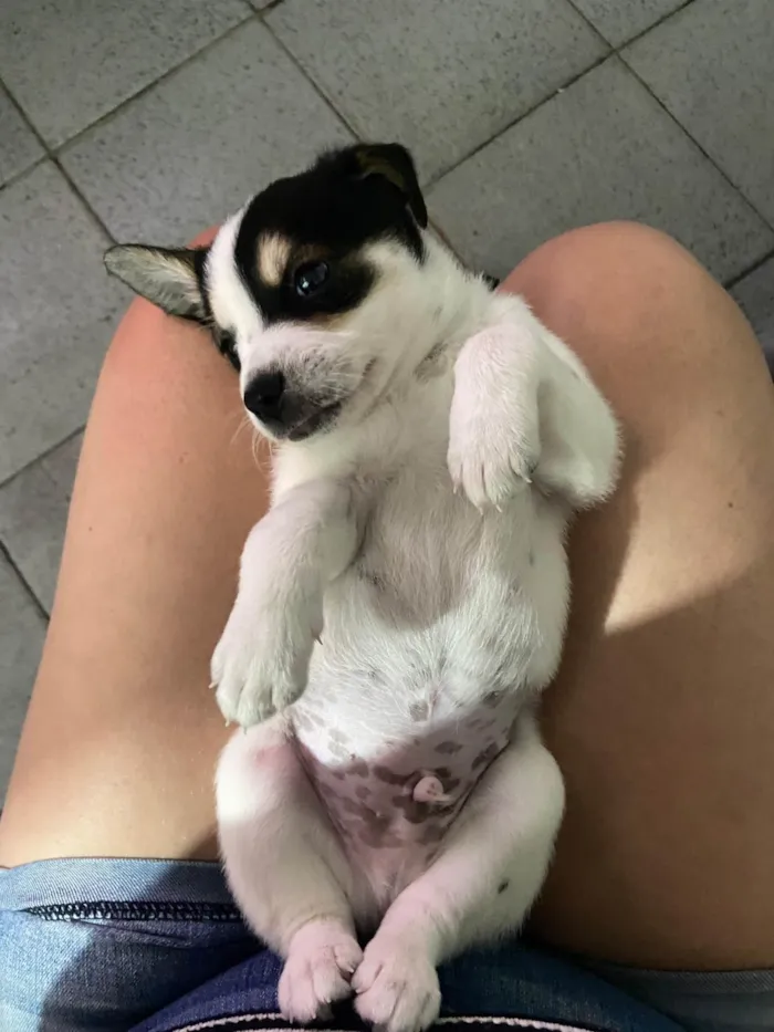 Cachorro ra a SRD-ViraLata idade Abaixo de 2 meses nome Luke