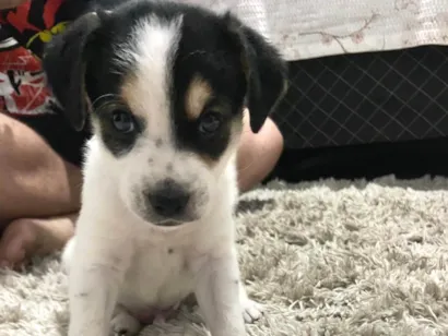 Cachorro raça SRD-ViraLata idade Abaixo de 2 meses nome Luke