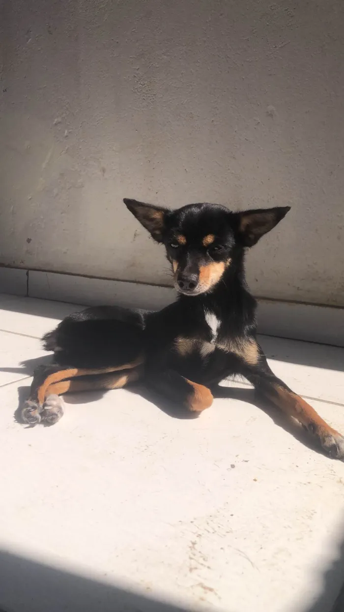 Cachorro ra a Pinscher idade 4 anos nome Pandora 