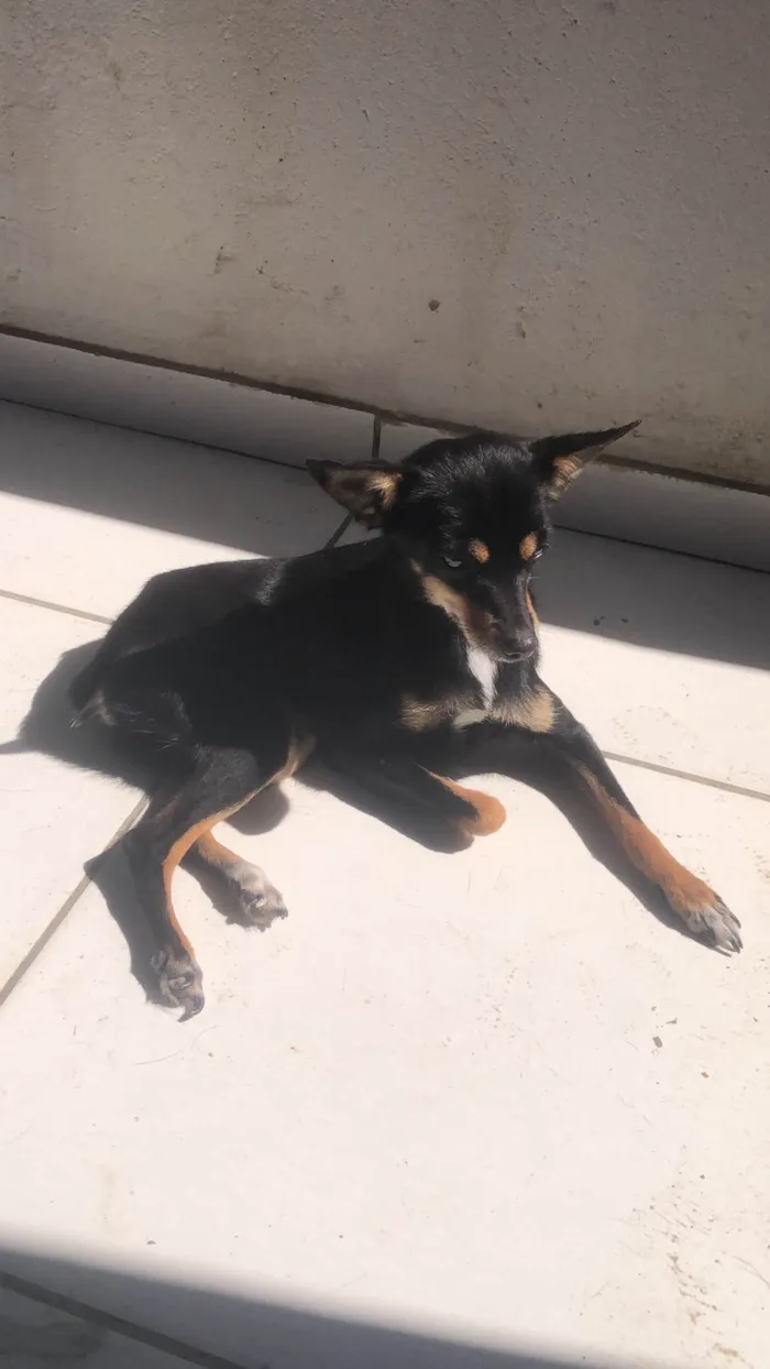 Cachorro ra a Pinscher idade 4 anos nome Pandora 