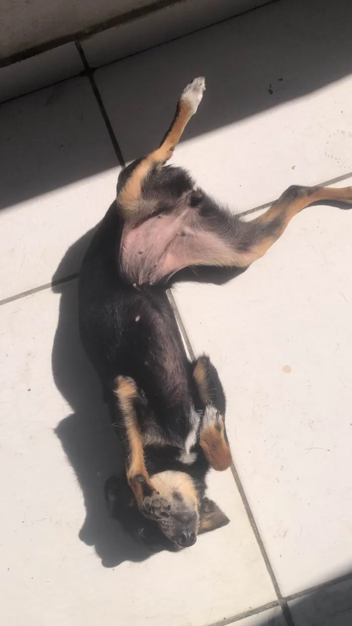 Cachorro ra a Pinscher idade 4 anos nome Pandora 