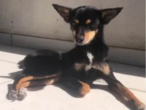 Cachorro raça Pinscher idade 4 anos nome Pandora 