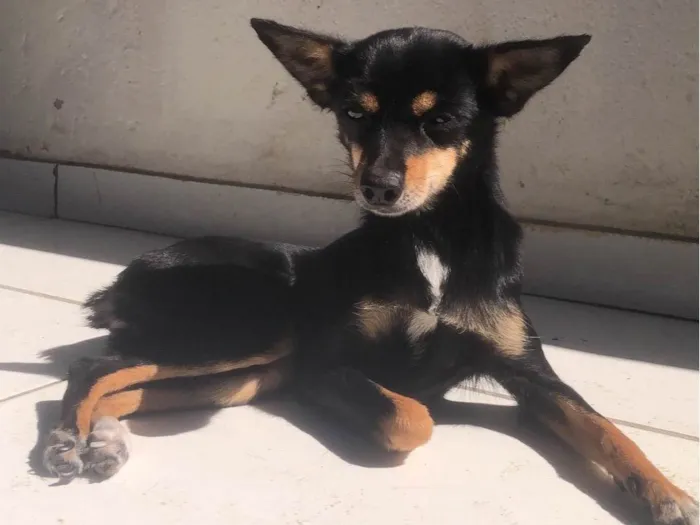 Cachorro ra a Pinscher idade 4 anos nome Pandora 