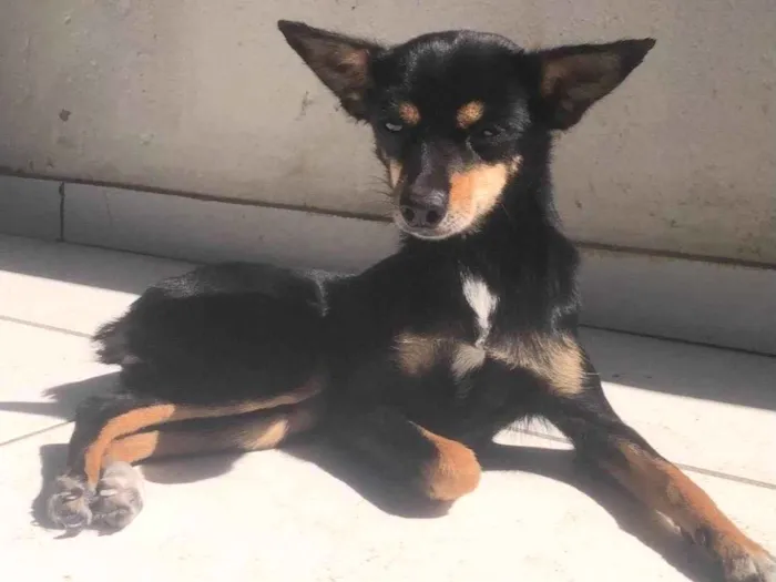 Cachorro ra a Pinscher idade 4 anos nome Pandora 