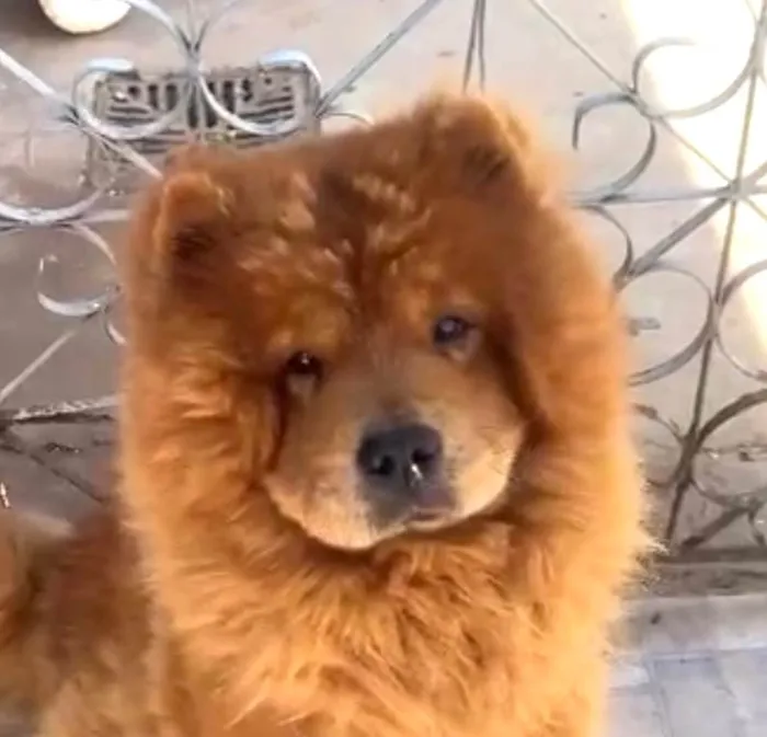 Cachorro ra a Chow Chow idade 4 anos nome Caramelo 