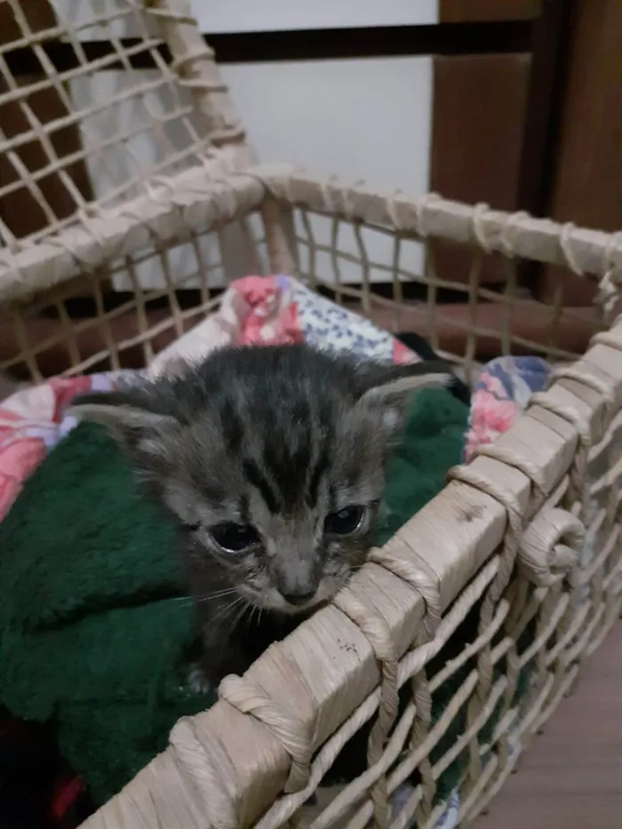 Gato ra a SRD-ViraLata idade Abaixo de 2 meses nome Docinha