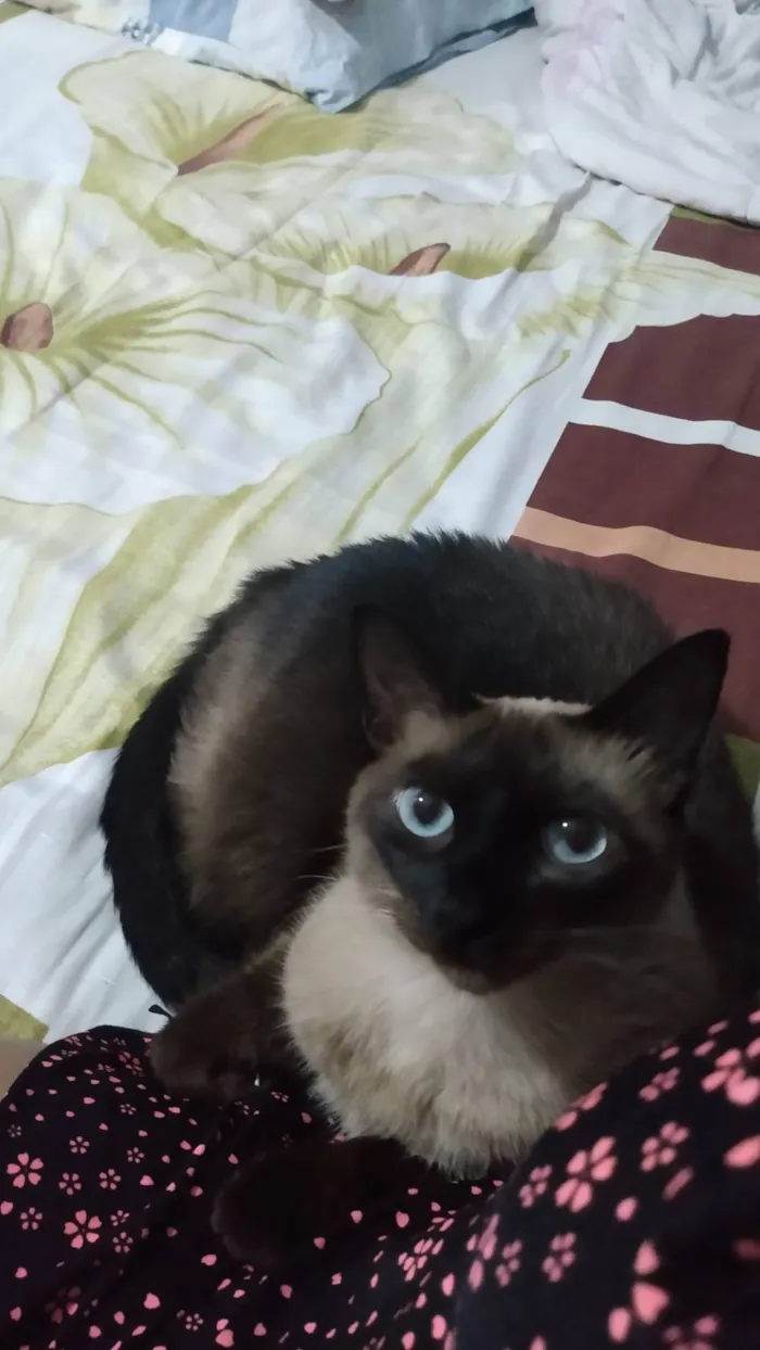 Gato ra a Siamês idade 6 ou mais anos nome Amora 