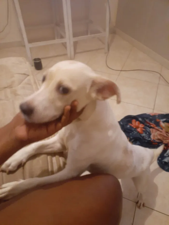 Cachorro ra a SRD-ViraLata idade 2 anos nome Moana