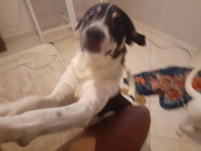 Cachorro ra a SRD-ViraLata idade 2 anos nome Moana