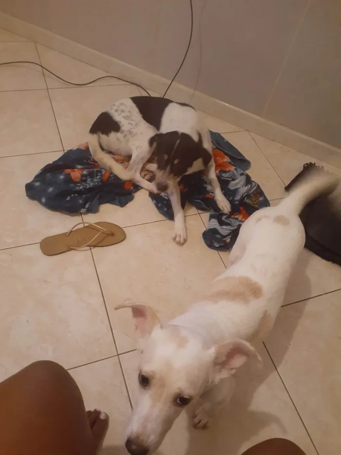 Cachorro ra a SRD-ViraLata idade 2 anos nome Moana