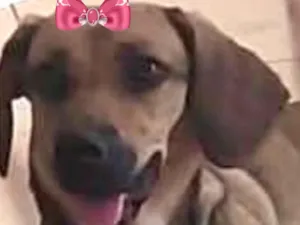 Cachorro raça SRD-ViraLata idade 7 a 11 meses nome Amora 